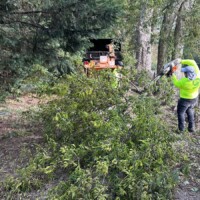 tree trimming in Tennessee
