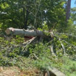 Pigeon Forge Tn tree service 1