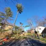 tree service knoxville