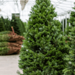 Pruning needs for holly